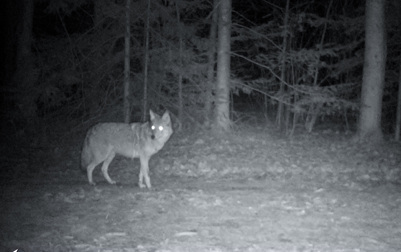 Predators Control: Targeting Nocturnal predators in the Midwest