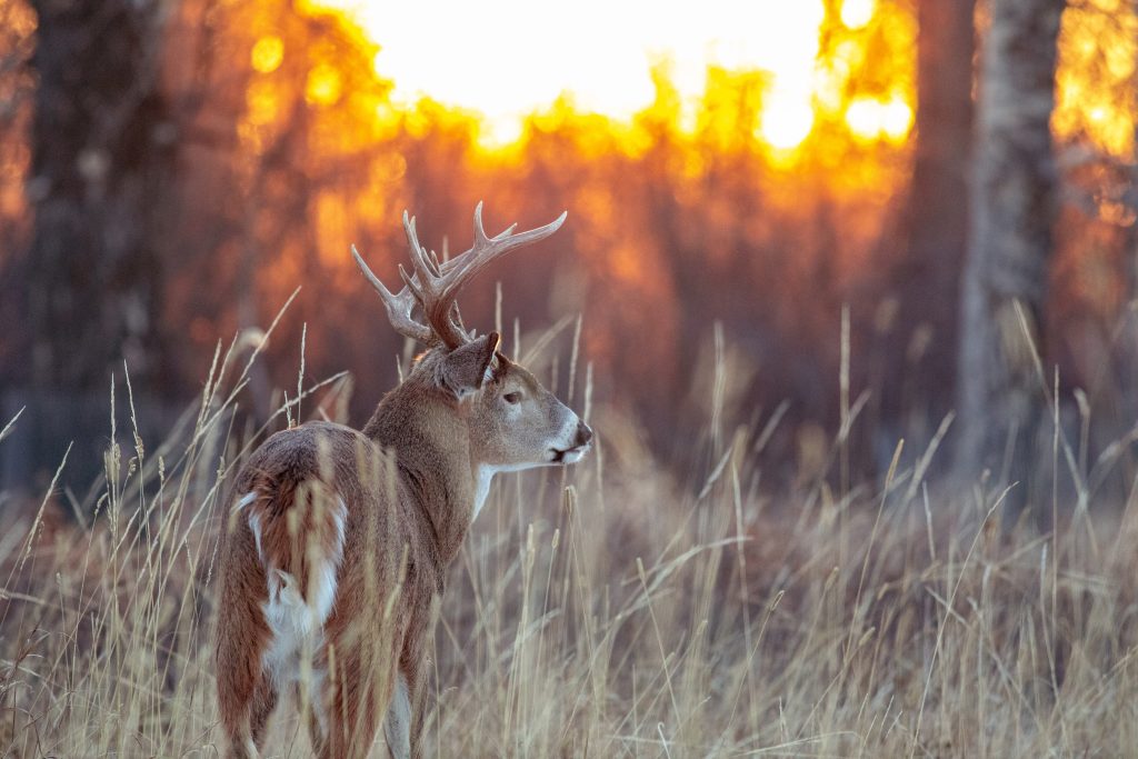 White tail deer